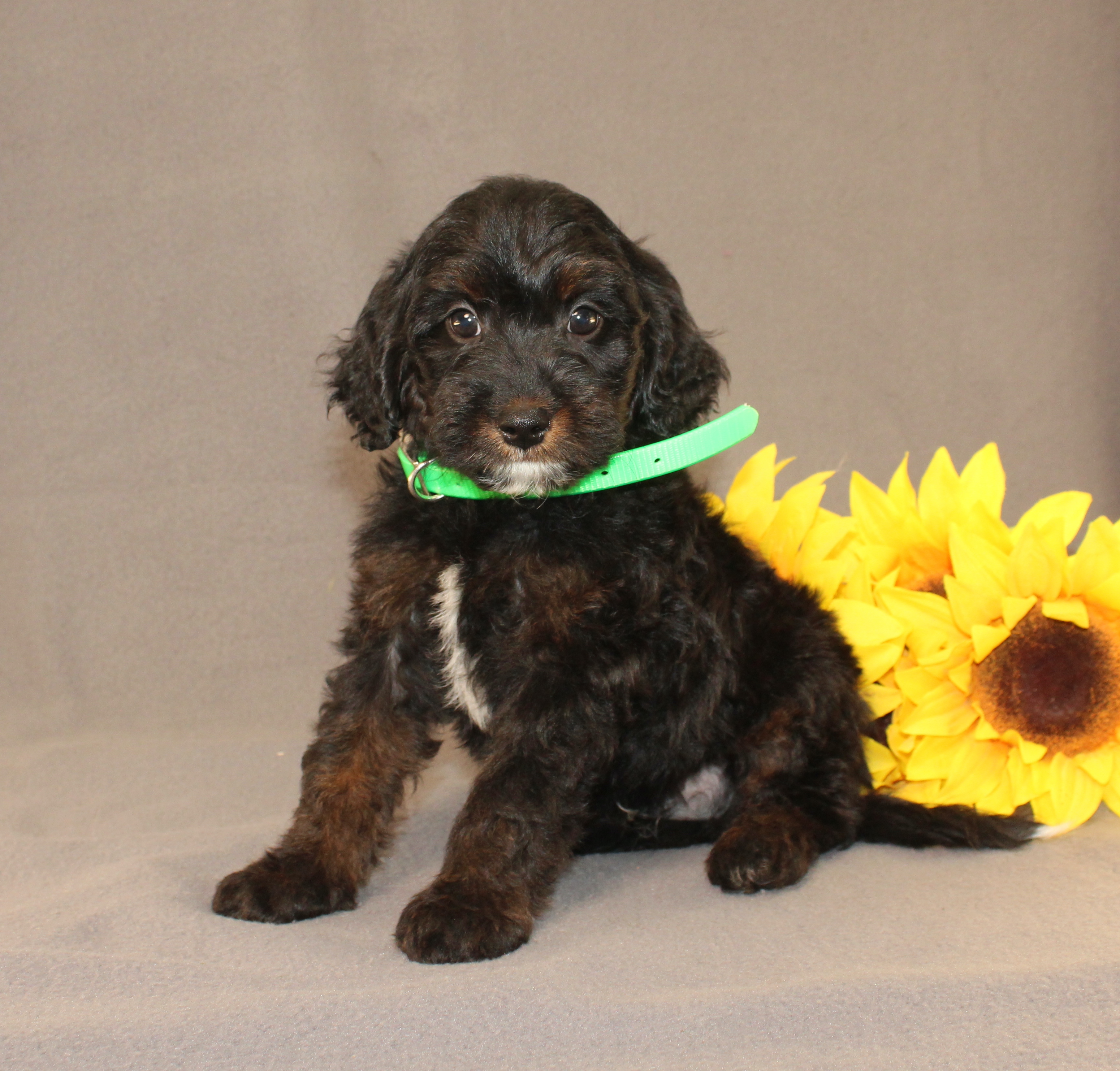 puppy, for, sale, Mini Cavagoldendoodle, Ivan J. Stoltzfus, dog, breeder, Dornsife, PA, dog-breeder, puppy-for-sale, forsale, nearby, find, puppyfind, locator, puppylocator, aca